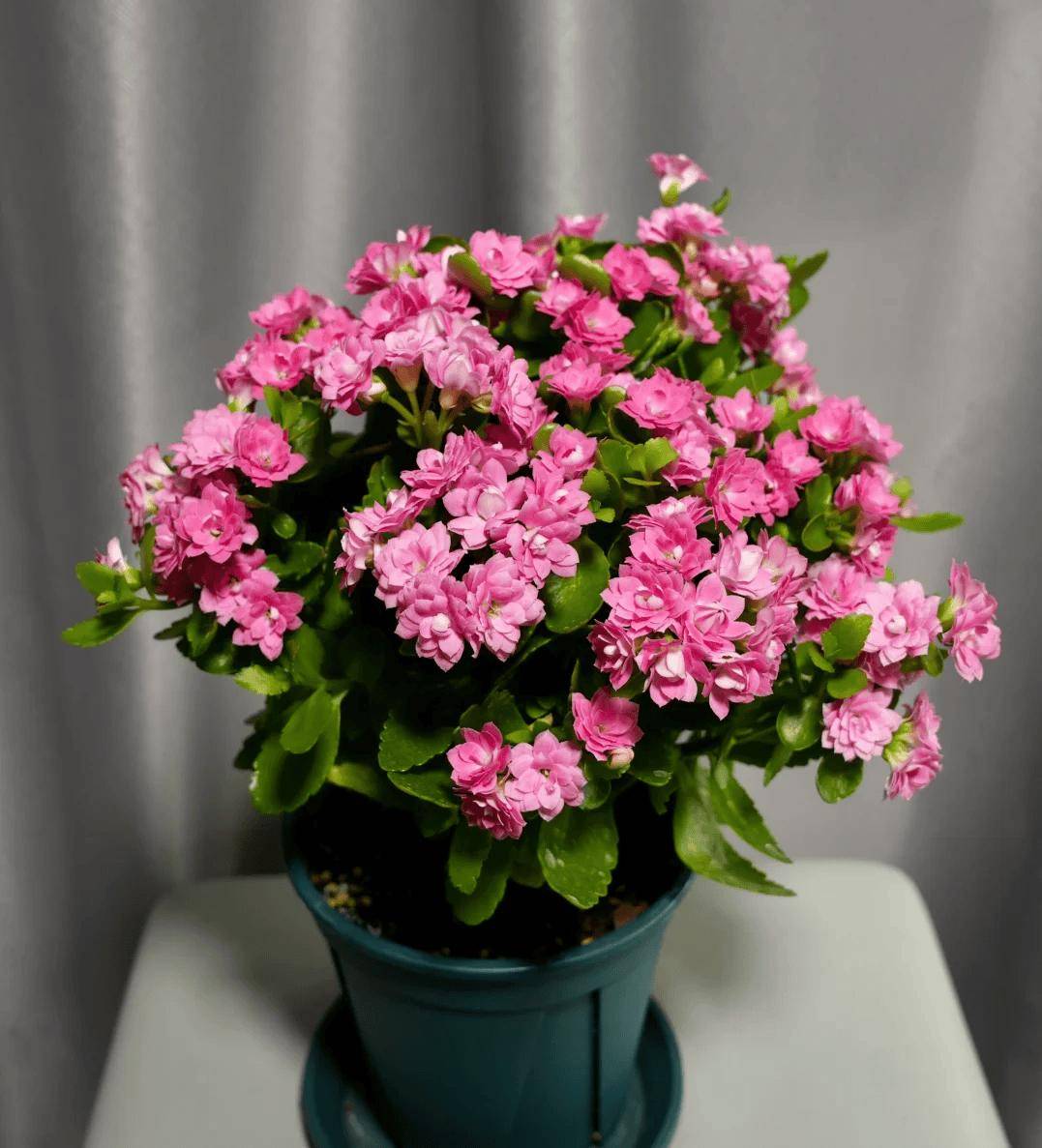 长寿花口味有点怪,让它喝点"酸水",才能开花一大盆,别不信