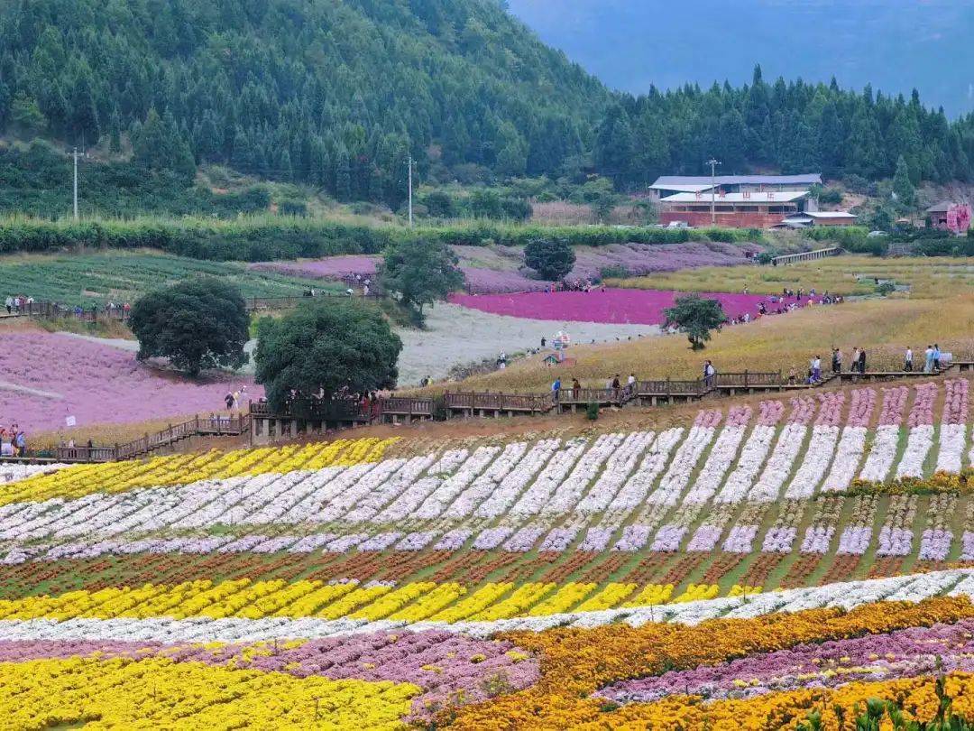 南京农业大学菊花遗传与种质创新团队产业帮扶的菊花园在麻江县高枧村