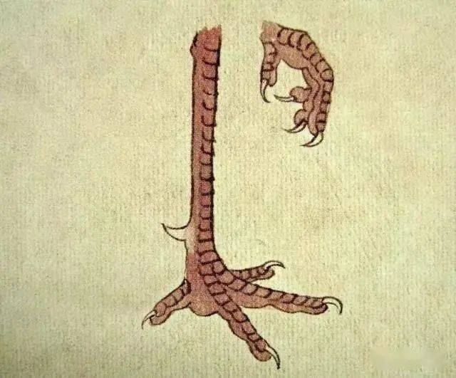 工笔开屏孔雀画法