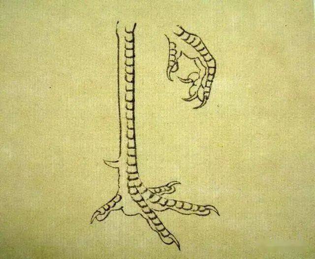 工笔开屏孔雀画法