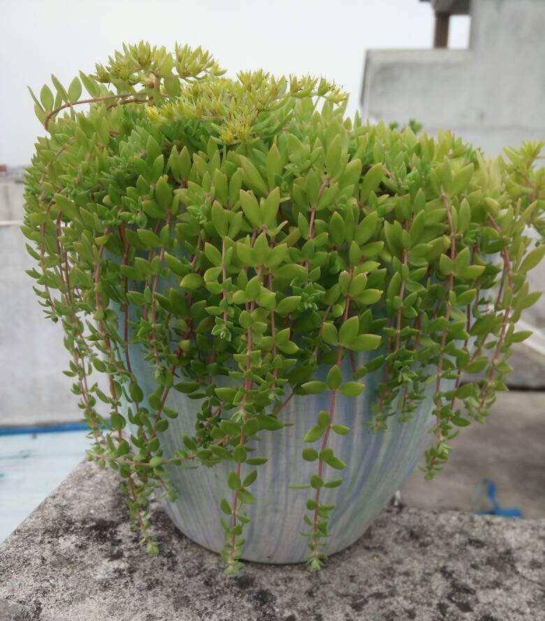 养垂盆草,路边捡2节枝条,插盆里,一个多月长爆盆,比绿萝漂亮