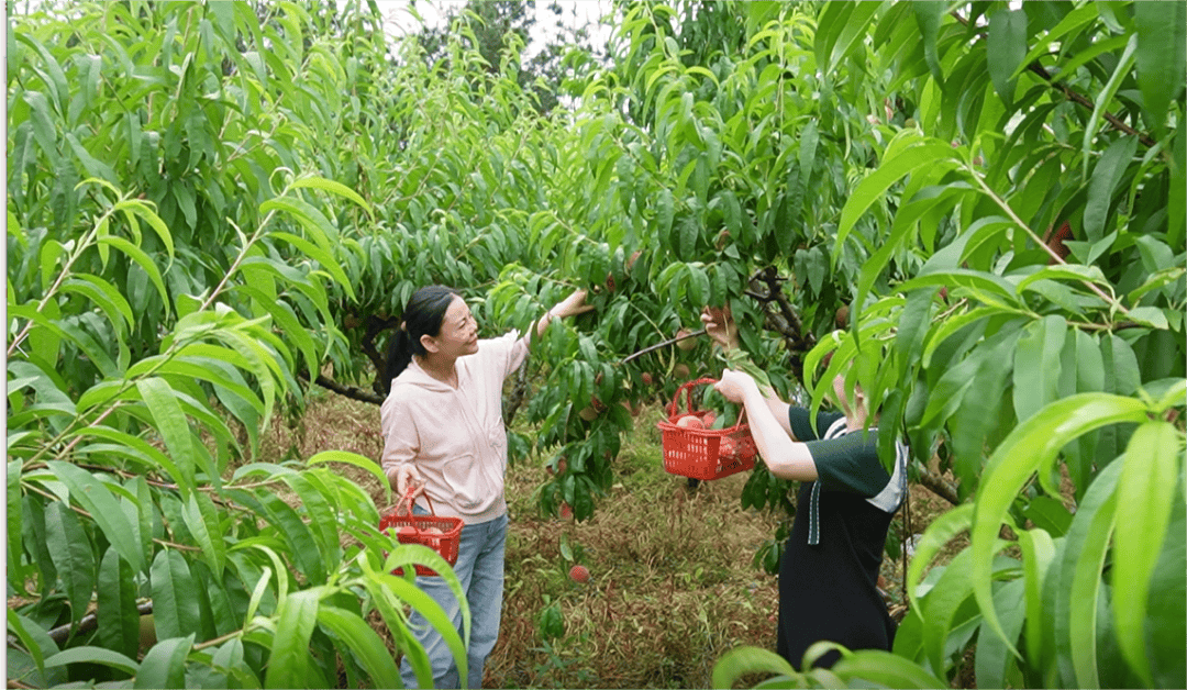 买的哪有摘的甜!云阳这里的桃子可以来采摘了