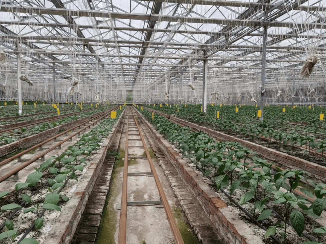 农博动态 | 再赴"农博"之约!带你探寻"新"变化_种植_栽培_长春