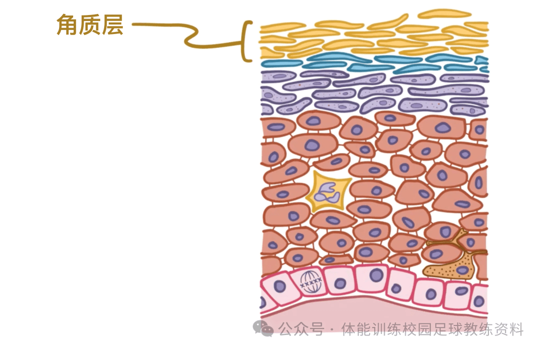 人体上皮组织结构图画图片