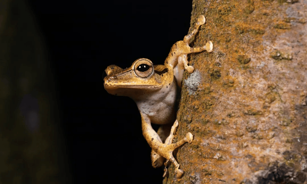 6-10日南昆山自然学校|广东生物多样性调研儿童营五