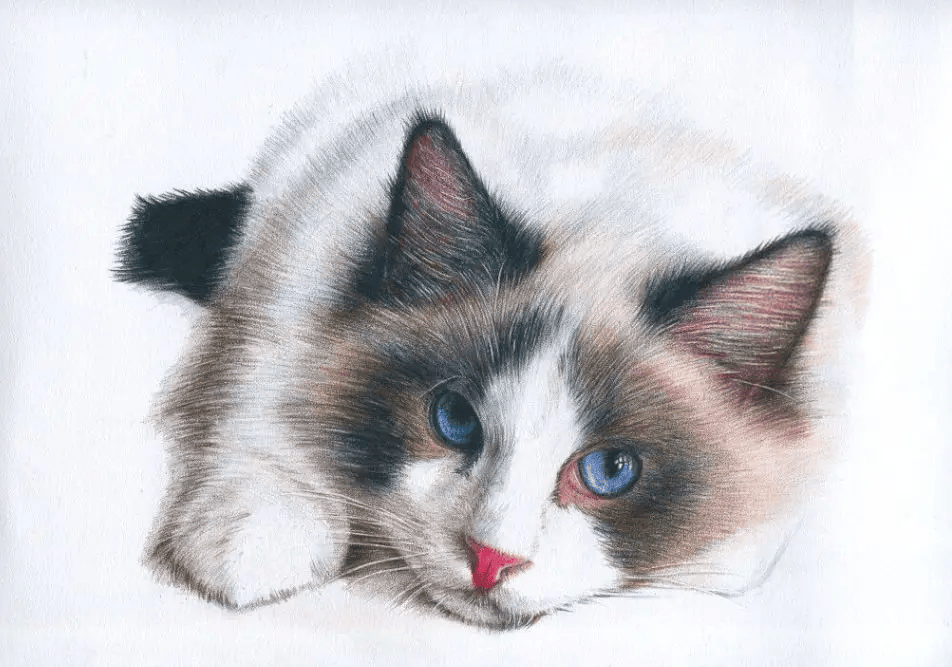 极致的彩铅动物世界 | 彩铅