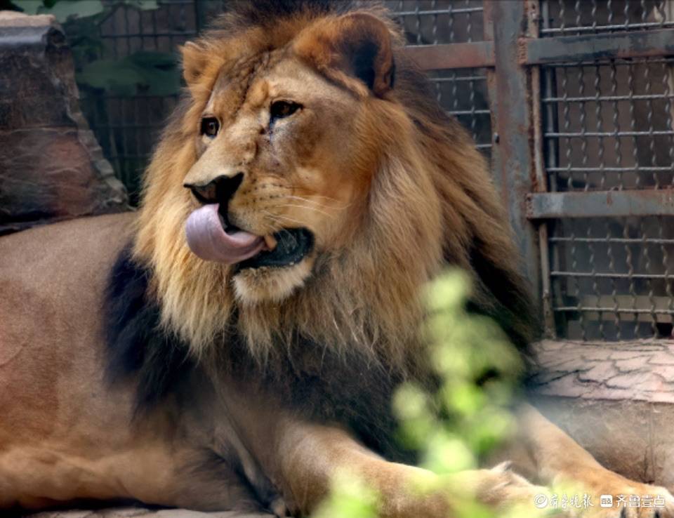 济南动物园里,狮子尽显王者风范威武霸气