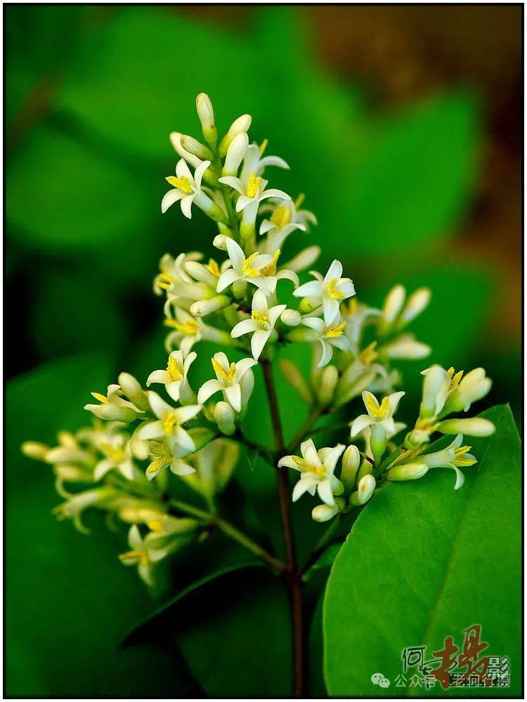 金叶女贞花语:永恒的爱.摄 影:何 军图片说话:记录所在,分享所见.