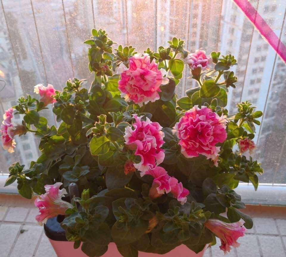 阳台养"重瓣矮牵牛",没事掐一掐,花朵大花量大,一棵百朵花