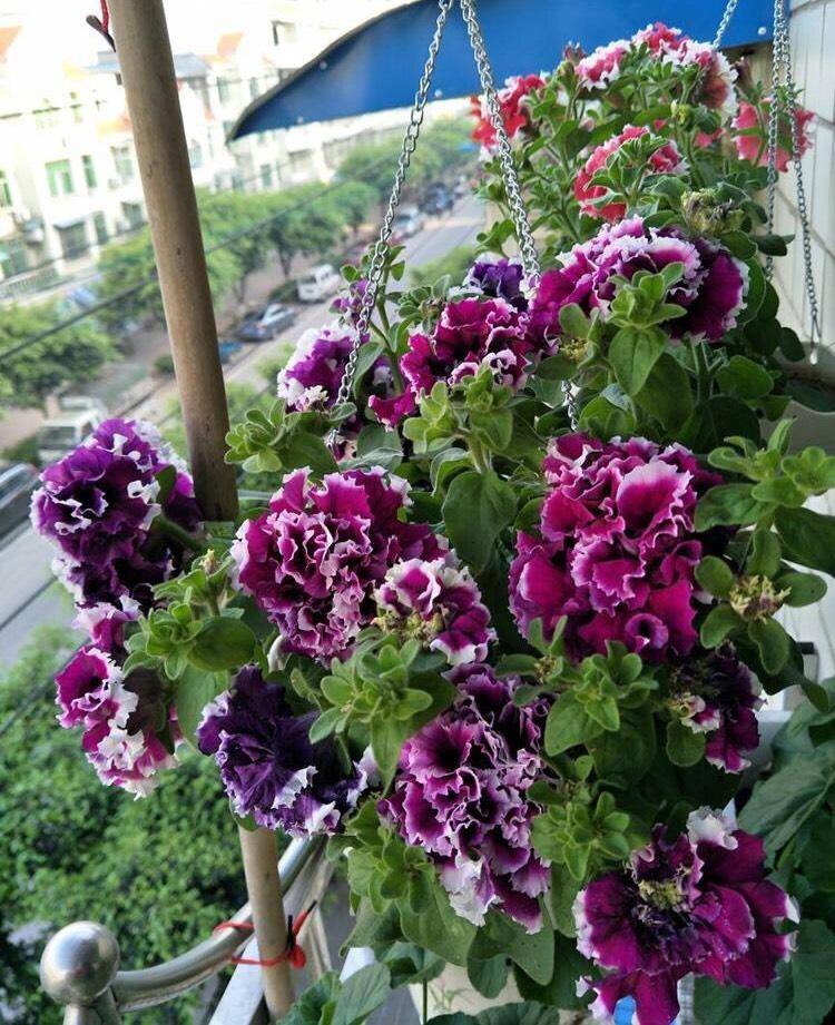 阳台养"重瓣矮牵牛",没事掐一掐,花朵大花量大,一棵百朵花