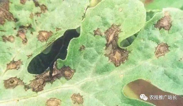 西甜瓜重点病害图解!