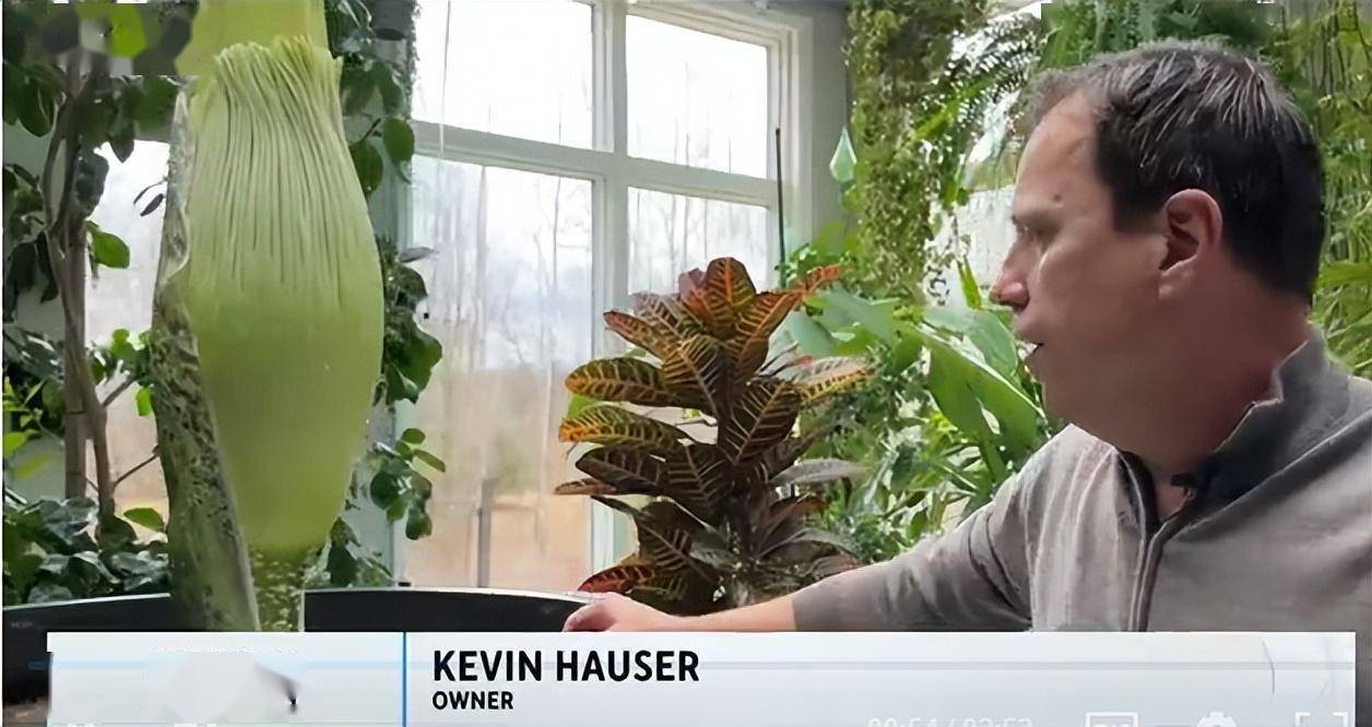 非常难见!十年只开花3天的尸体花,首次在私人住宅里开放了