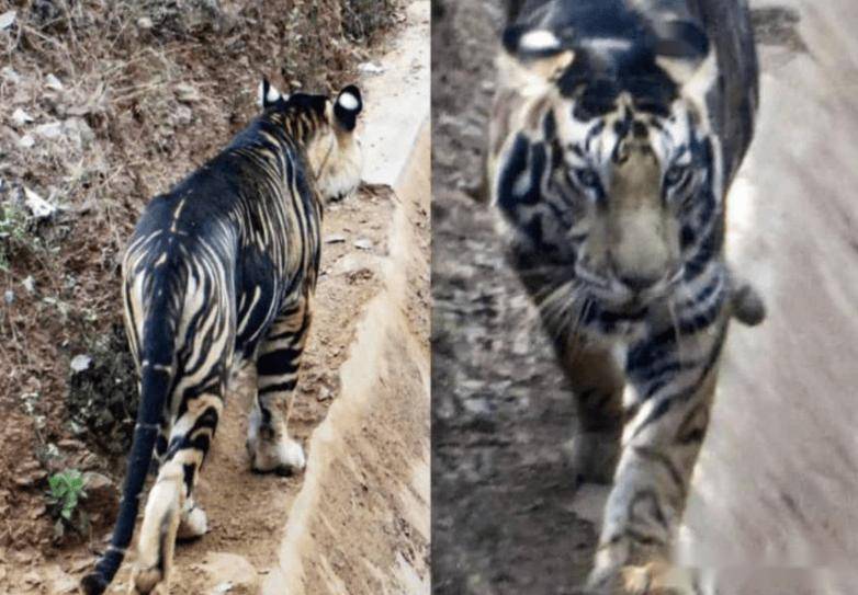 "黑虎"现身印度地区,体重超过500斤,有能力单杀4米长的大鳄鱼