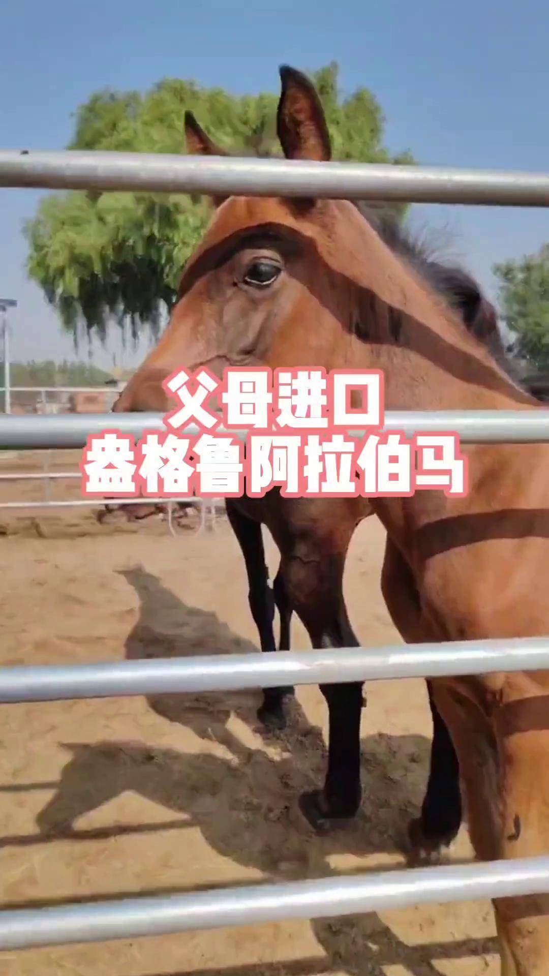 阿拉伯马 盎格鲁阿拉伯马