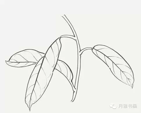槭树传播种子的简笔画图片