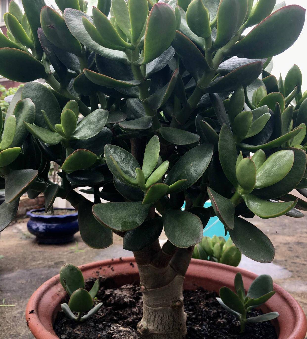 养好玉树,做到一多一少,枝叶肥厚壮实油绿,年年旺盛生长