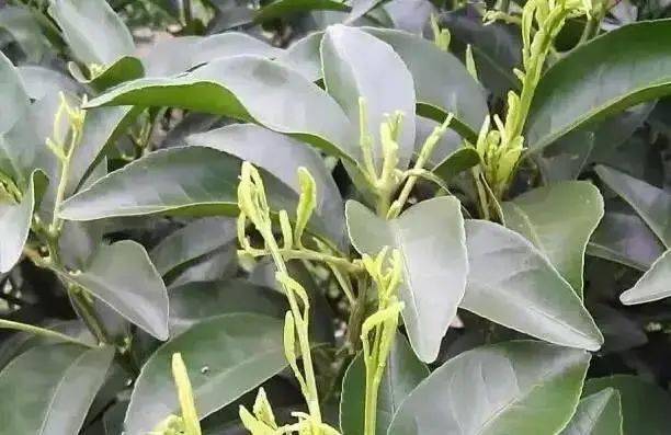 作物缺素症状诊断表!一秒速查!收藏!