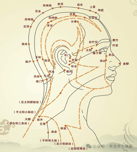 养发防白发，必须知晓头部穴位！