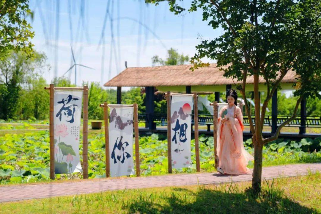 金湖荷花荡:no!no!no!今年和往年不一样哦~_赏荷_文化_景区