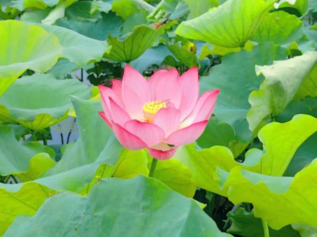 金湖荷花荡:no!no!no!今年和往年不一样哦~_赏荷_文化_景区