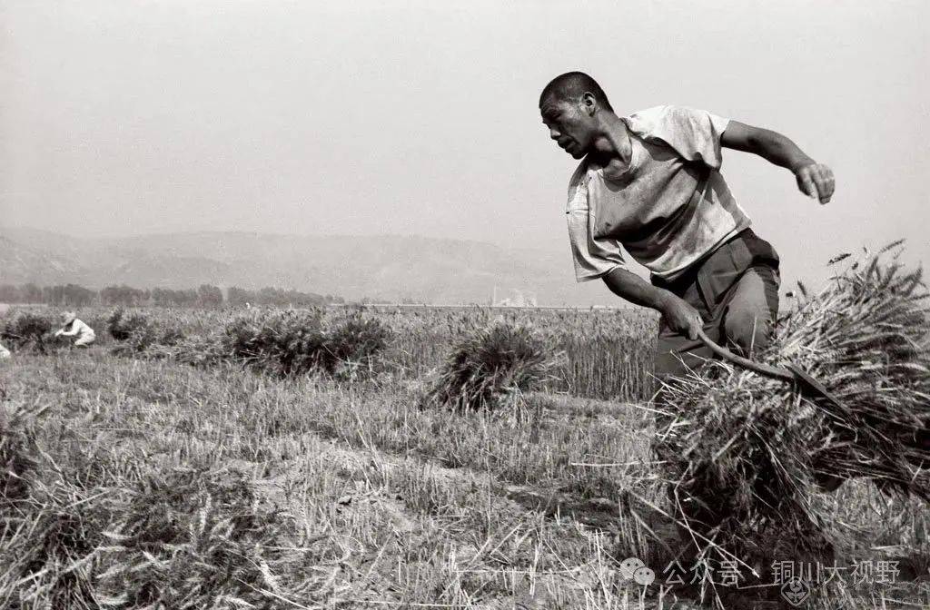 还记得那关中道上的麦客吗?