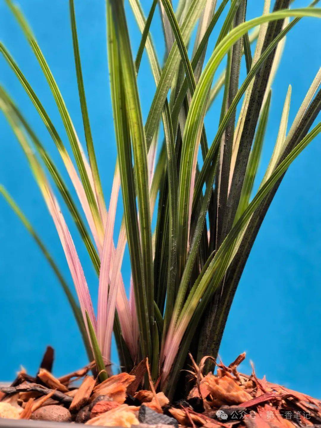 1193:艺兰在跌跌撞撞中前行_栽培_兰花_环境