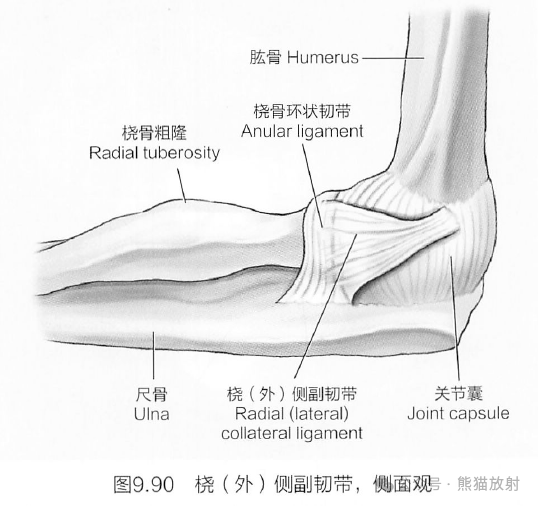 肘关节副韧带解剖图图片