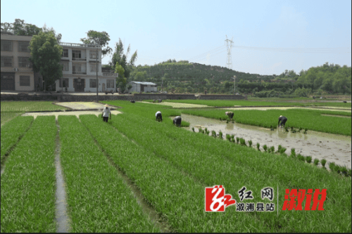溆浦地|低庄镇莲塘村:中稻插秧忙 不负好时光