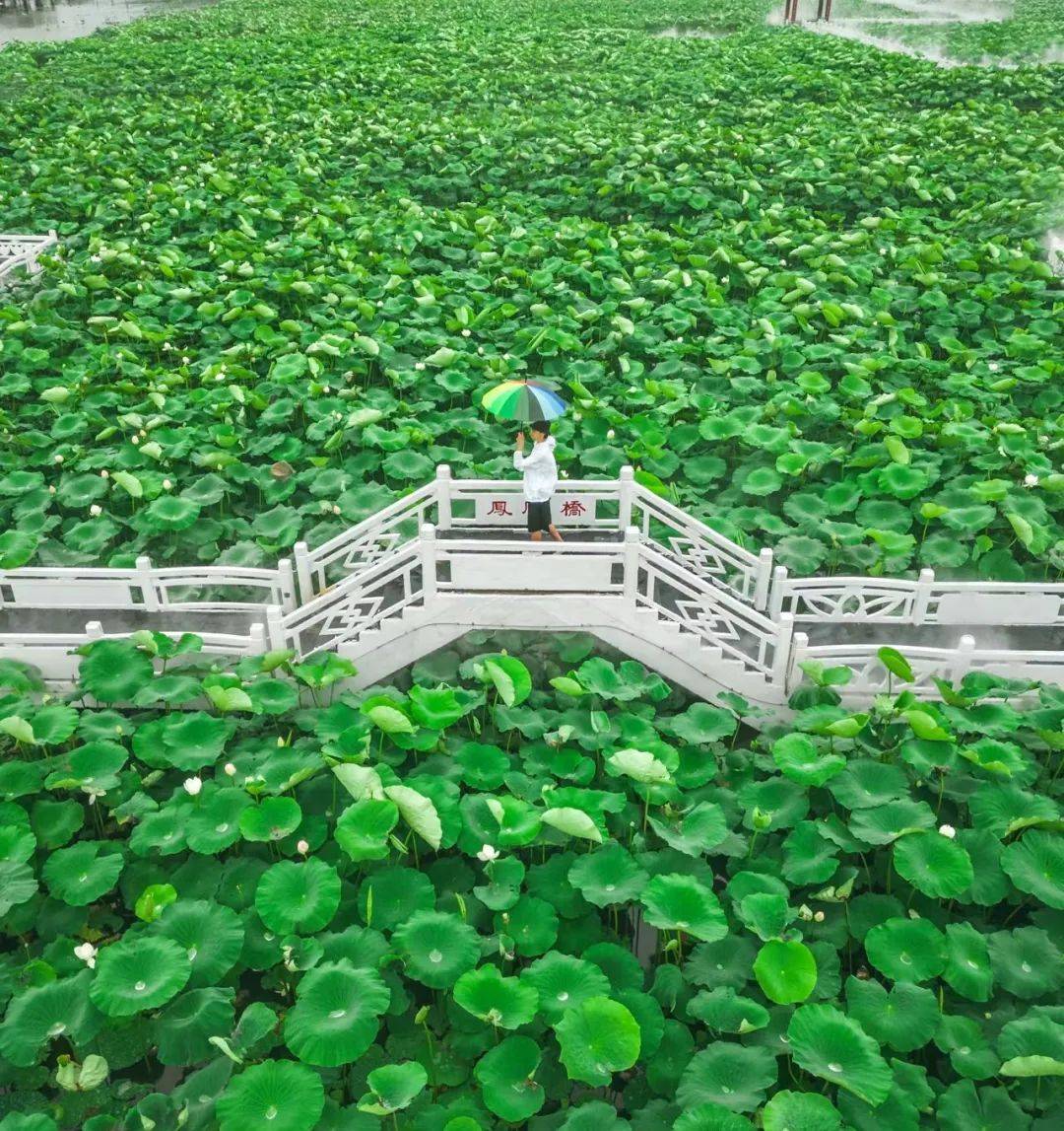 金湖荷花荡:no!no!no!今年和往年不一样哦~_赏荷_文化_景区