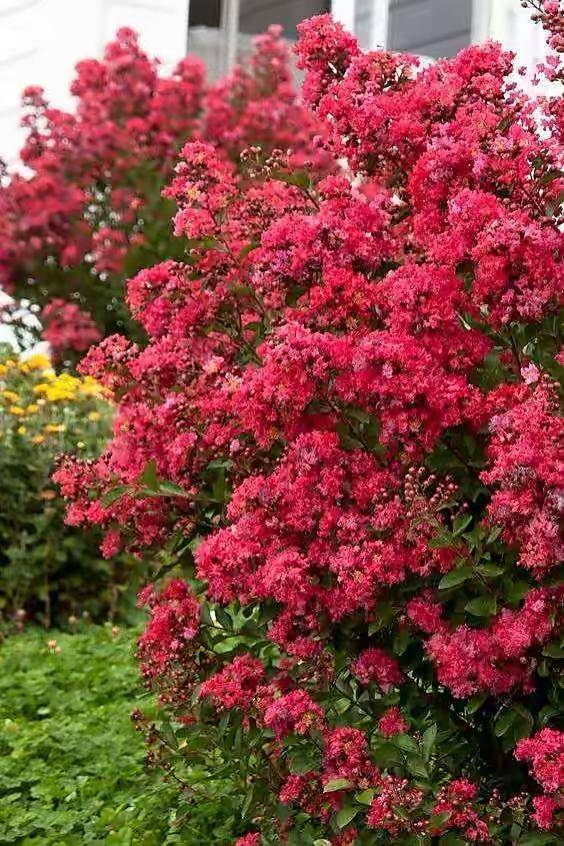 院子露台养一棵它,耐热耐晒,夏季开花红艳艳,一个夏天开不停