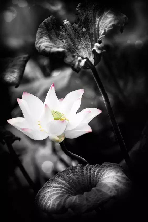 工笔素材:一组美丽的荷花!