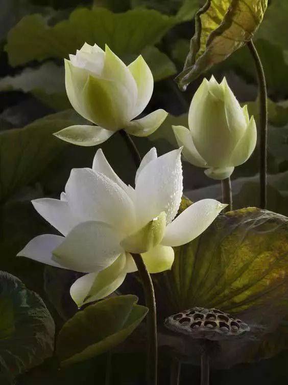 工笔素材:一组美丽的荷花!