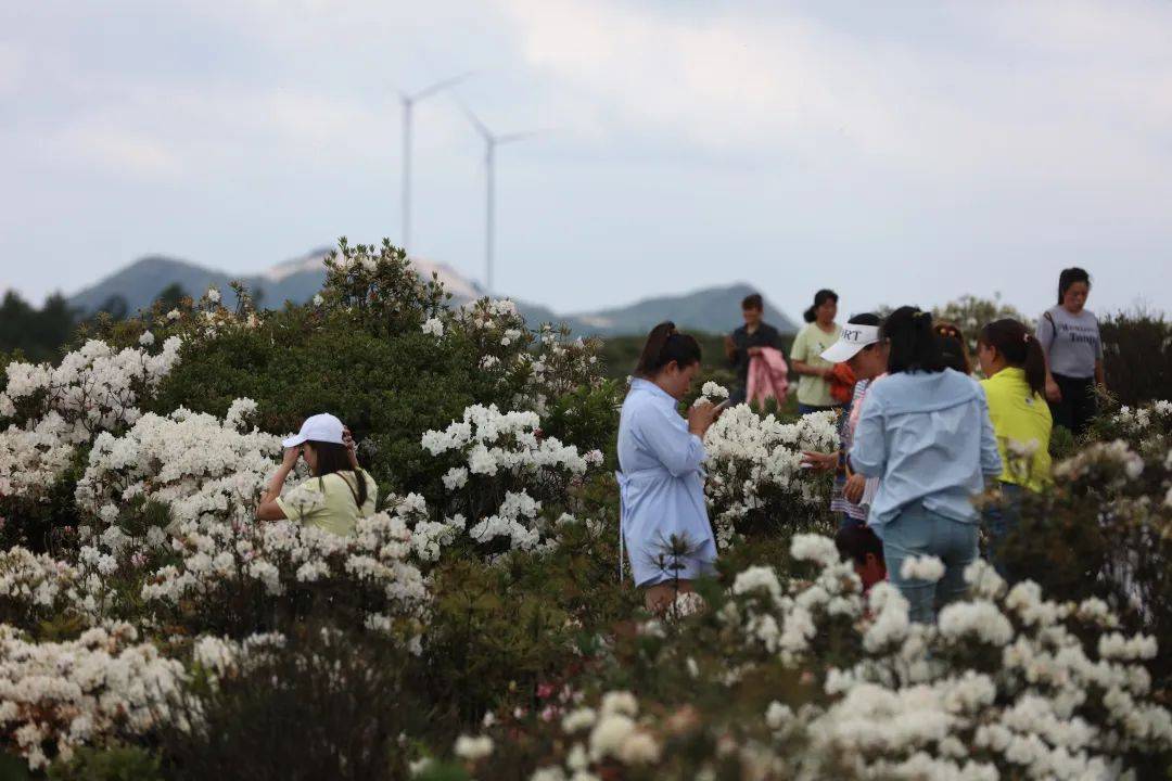 村党总支书记的电话都打爆了!_杜鹃花_宝山镇_龙虹