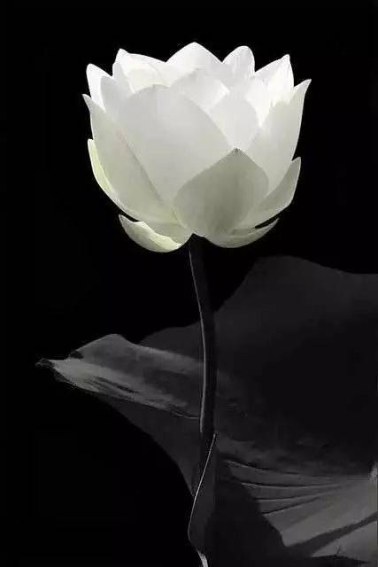 工笔素材:一组美丽的荷花!