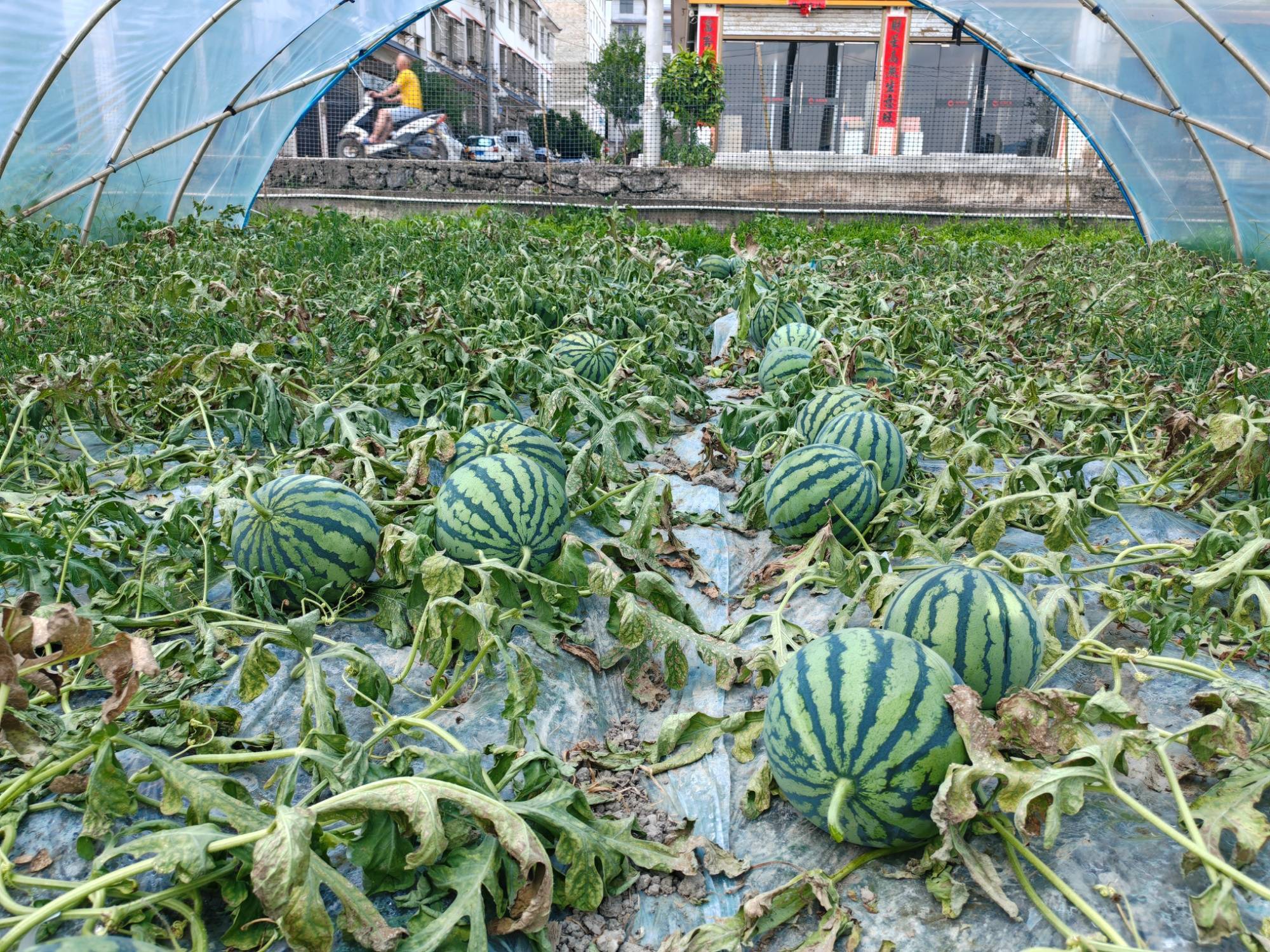 贵州惠水:200亩大棚西瓜抢"鲜"上市