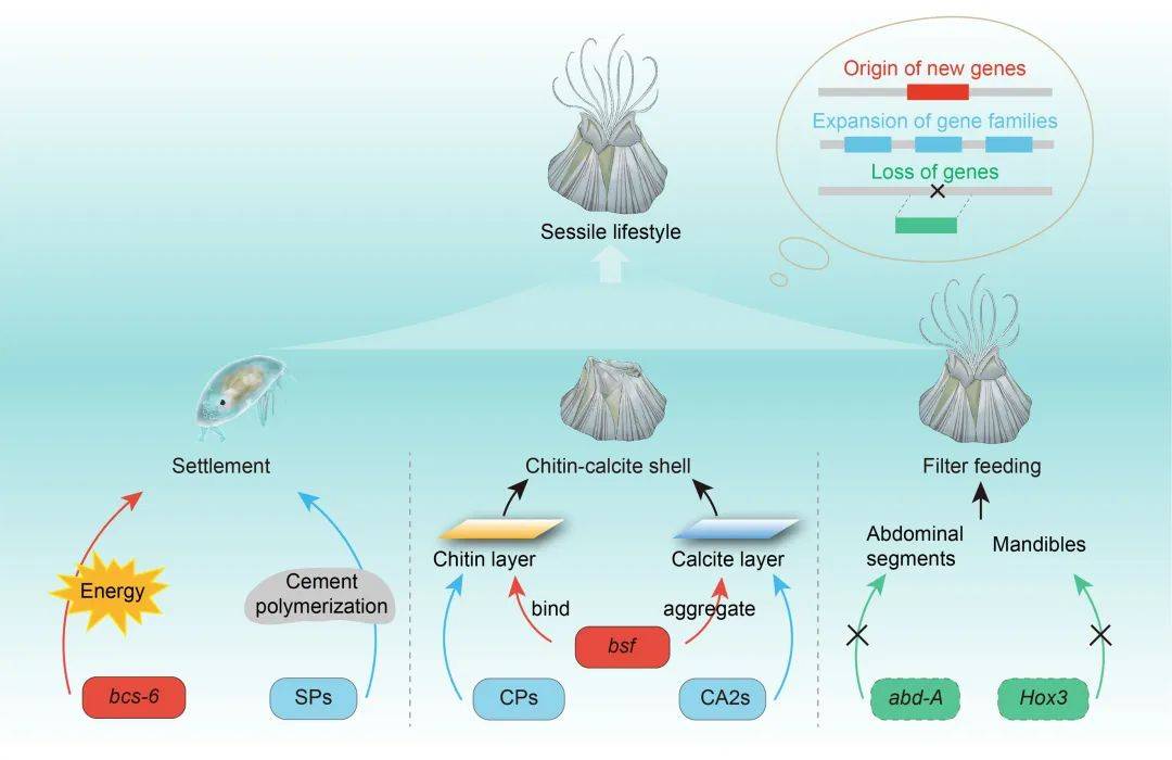 功能最终,经过该研究团队的努力,今年4月,这篇题为"new genes helped