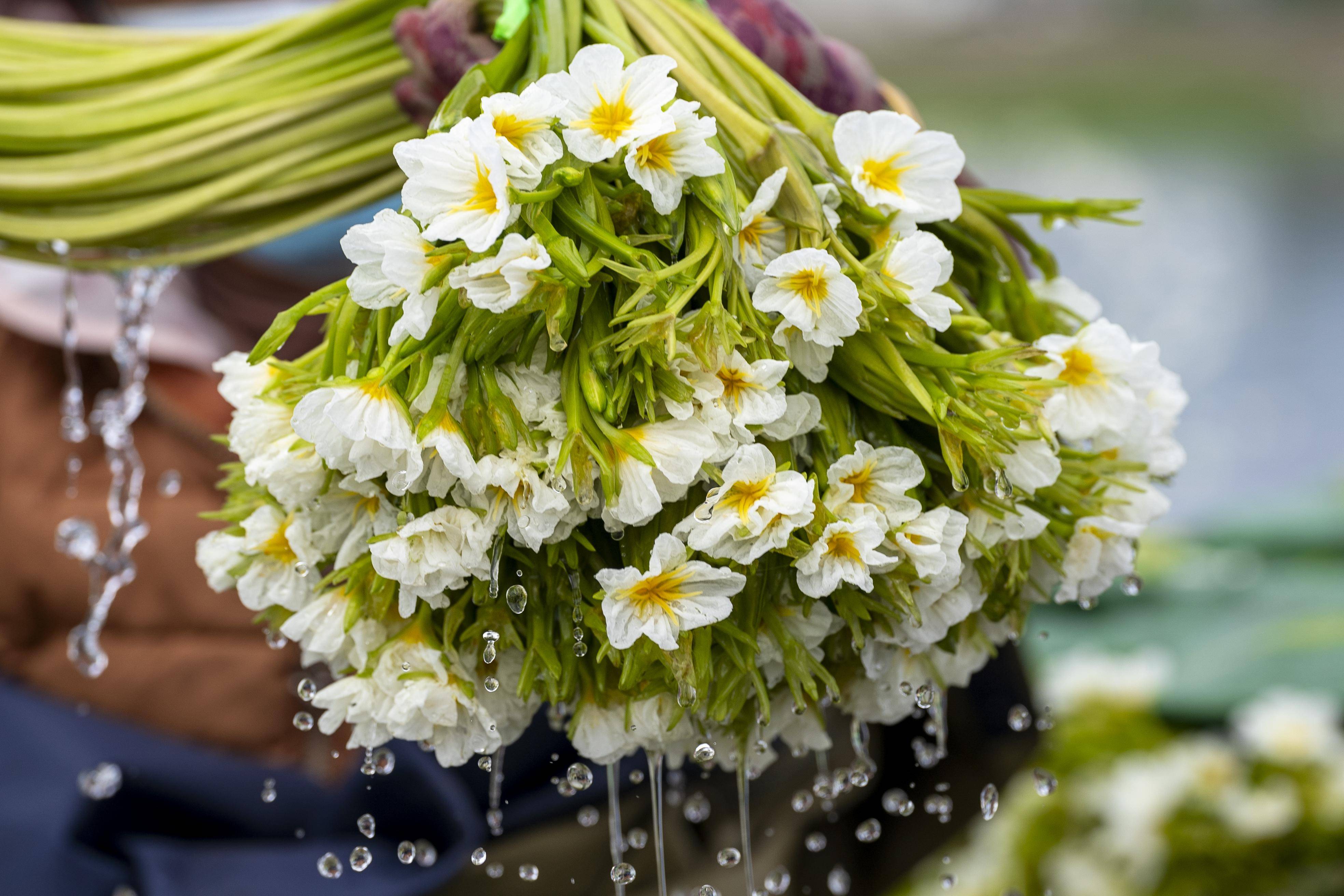 大理海菜花迎丰收