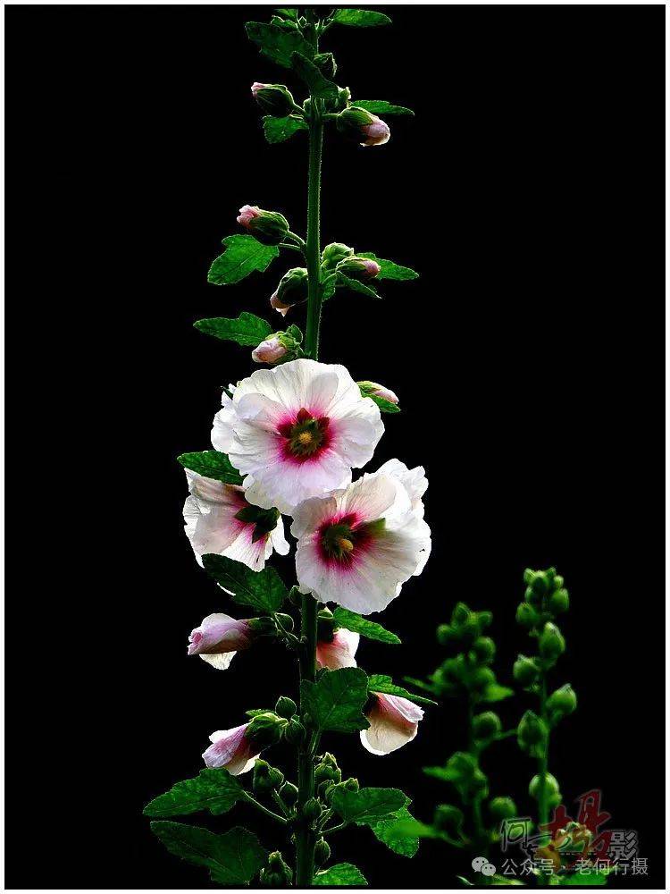 庭院和公园里,花树高挑,花朵挂满全身的艳丽草本花——蜀葵花随处可见