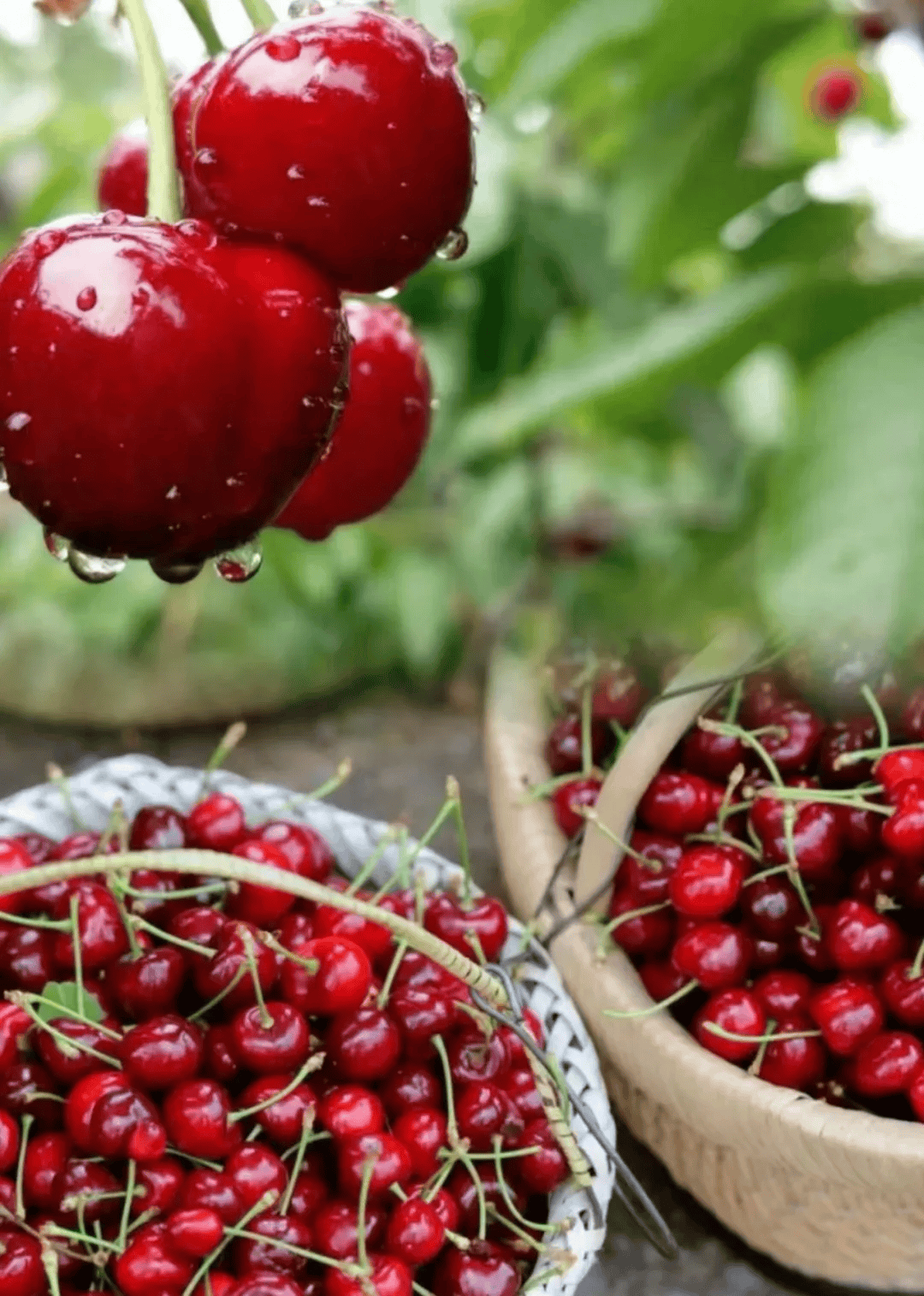 长寿之乡山东文登:『2024昆嵛山樱桃节』"樱"为有你 ,所以美好