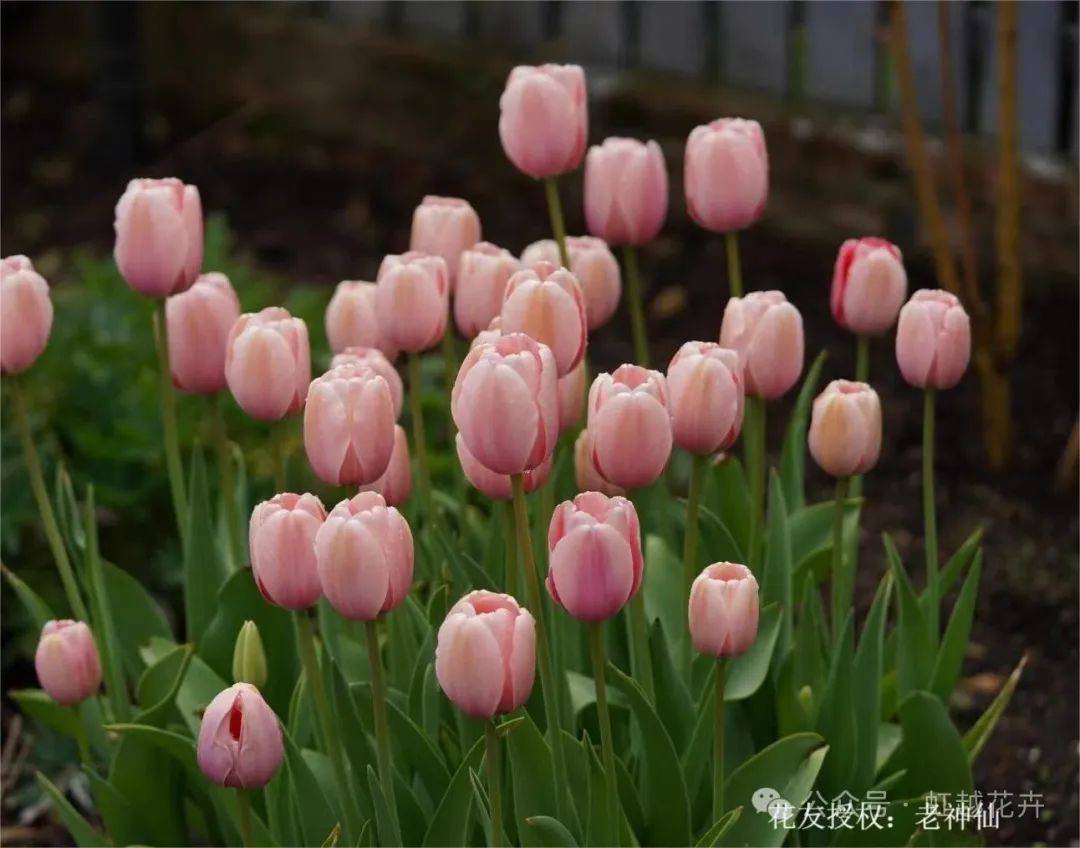 近50个春日郁金香品种图鉴,每一棵都美!翻!天!