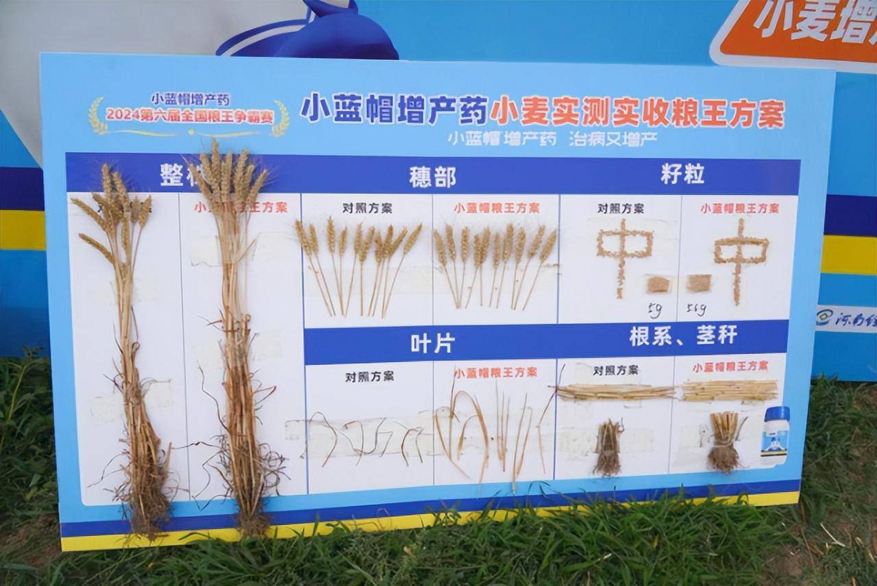 小蓝帽增产药打三遍,每亩居然多收246斤!