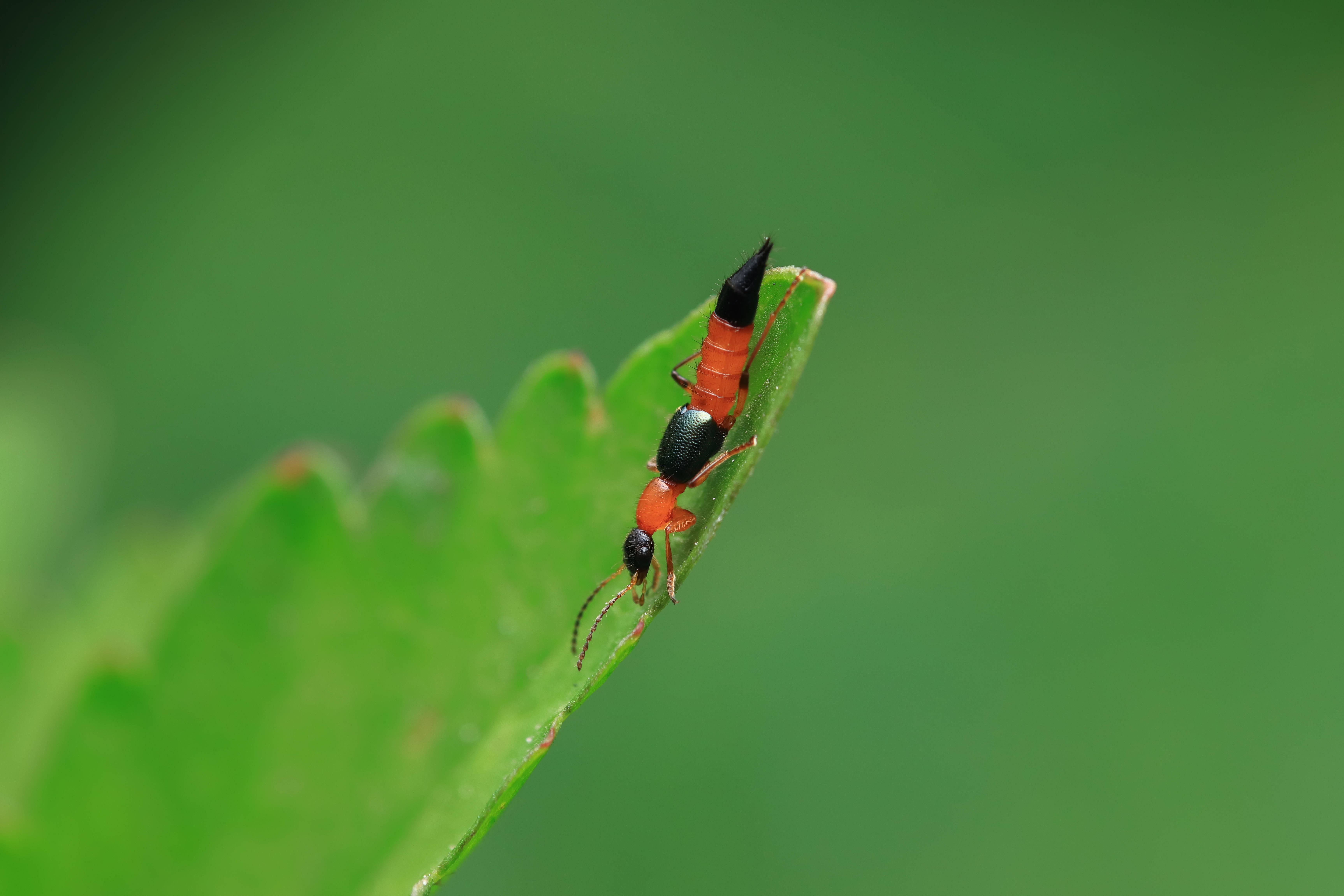 新闻多一度丨这种虫子号称"会飞的硫酸",遇到后千万别拍打!