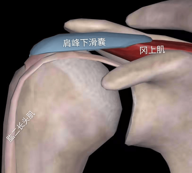 肌腱_肌肉_长头