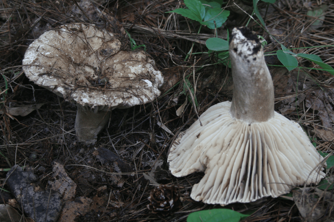 贵州有毒蘑菇科普系列 | 亚稀褶红菇