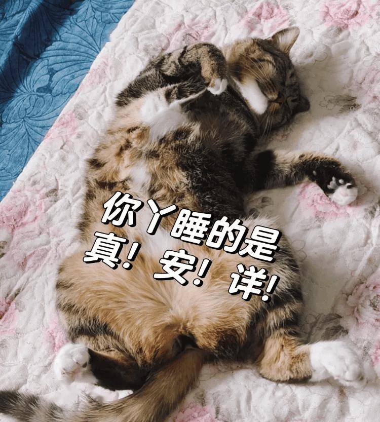 打电话说猫死了，铲屎笑哭说：死不了，它装的！