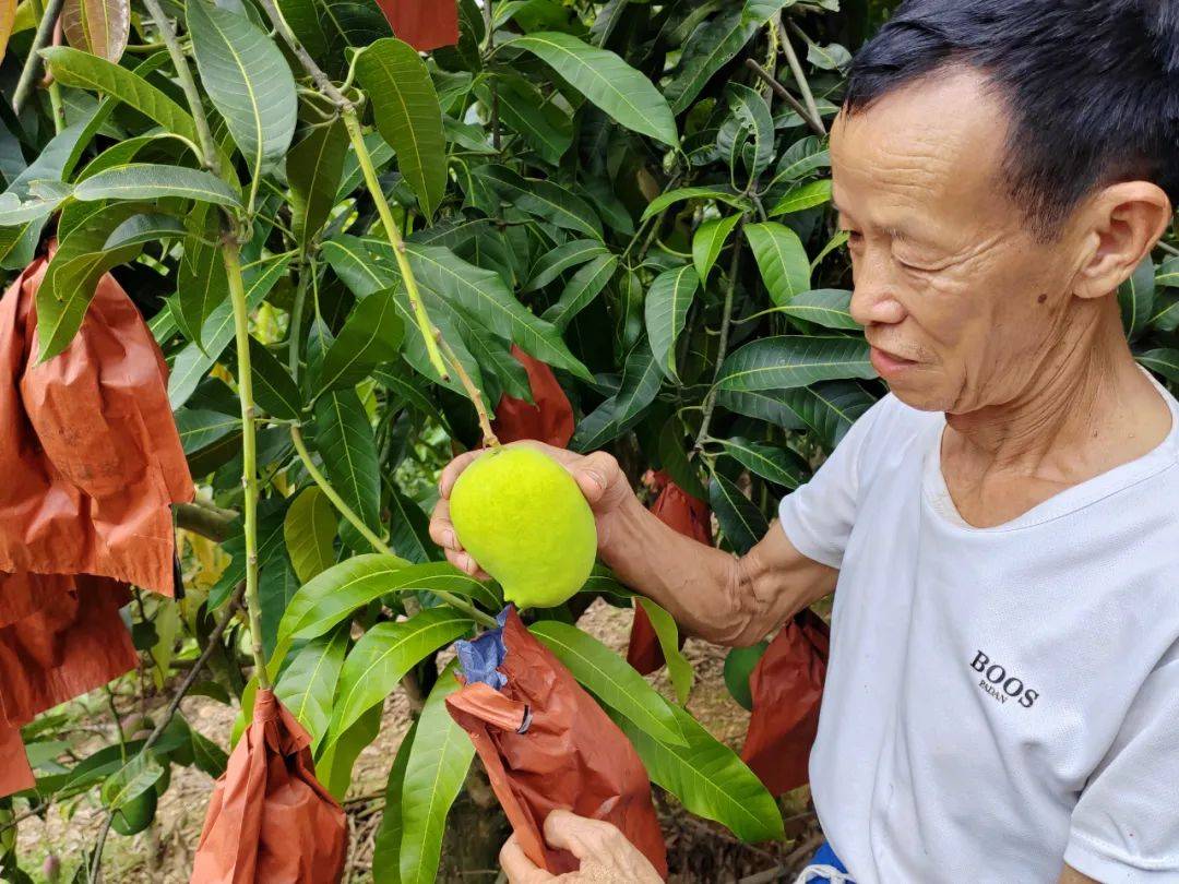 永德县采收倒计时 准备"芒"起来