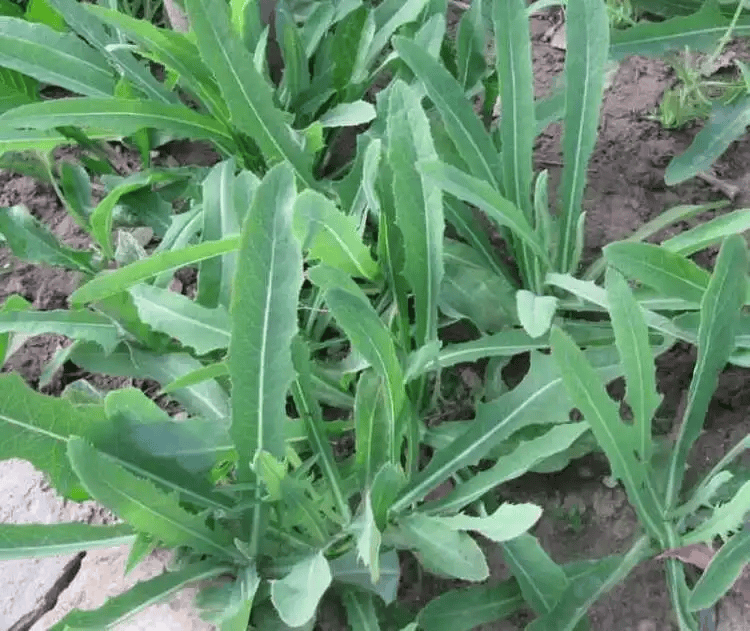 苦菜的毒副作用食用图片