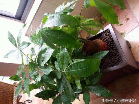 发财树怎么养?养好需要知道这六个要点!