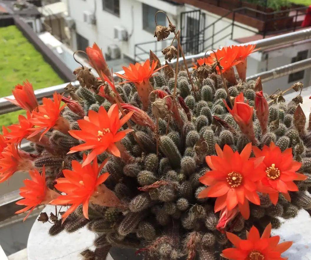 漂亮耐旱顽强,容易爆花爆盆,很能开花_仙人球_植物_花朵