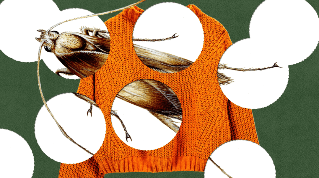 这些蛾子曾经吃烂了我一条非常喜欢的地毯,所以很难对其有什么好感